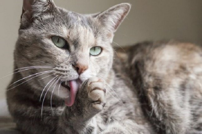 Bayer quiere evitar que los gatos se traguen bolo de pelo durante su higiene