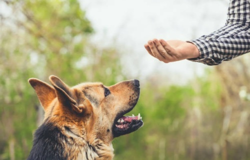 Los cambios en el ADN explican la domesticación de los animales