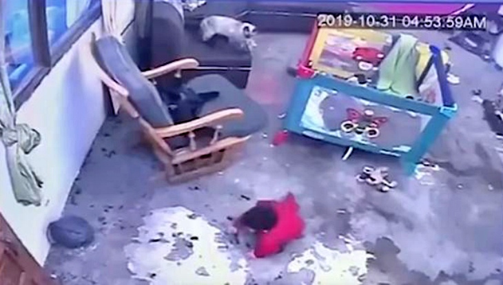 Una gata ‘salva’ a un niño de caer por las escaleras (video)