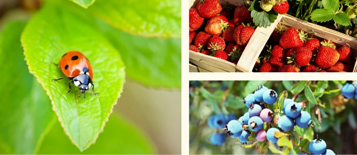 III Encuentro de Sanidad Agroecológica