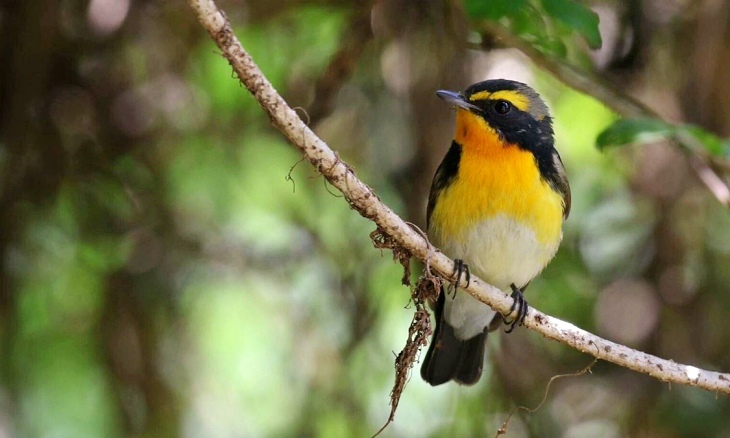 Extremadura llega a la Feria de Turismo Ornitológico de Asia