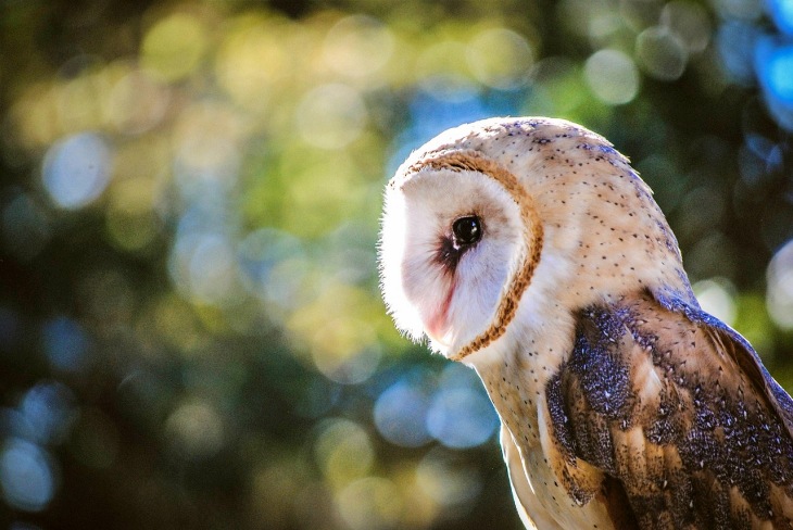 Intentando fomentar el ecoturismo basado en la observación de aves e impulsar la recuperación de hábitats de Andalucía
