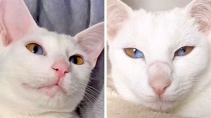 La mirada de esta gata te ‘cautivará’