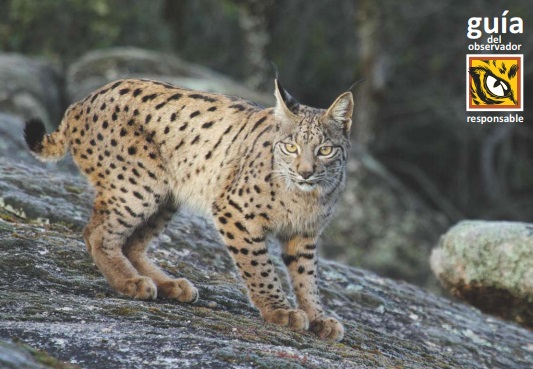 Ecoturismo de la mano de una guía para la observación responsable del lince ibérico