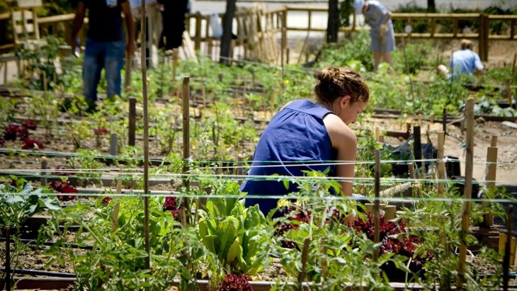 Huertos urbanos