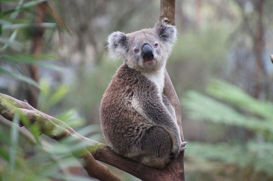 koala australia koala bear lazy