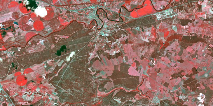 Tecnología verde para distinguir especies de pinos