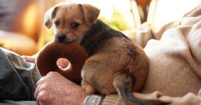 Estos cachorros son los mejores amigos de los ancianos con demencia o Alzhéimer