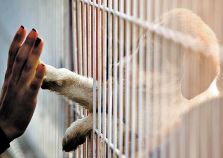 Barcelona registra casi 600 adopciones de mascotas en 2019