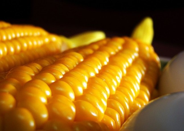 El MARM reconoce por primera vez la existencia de afectados por transgénicos en España