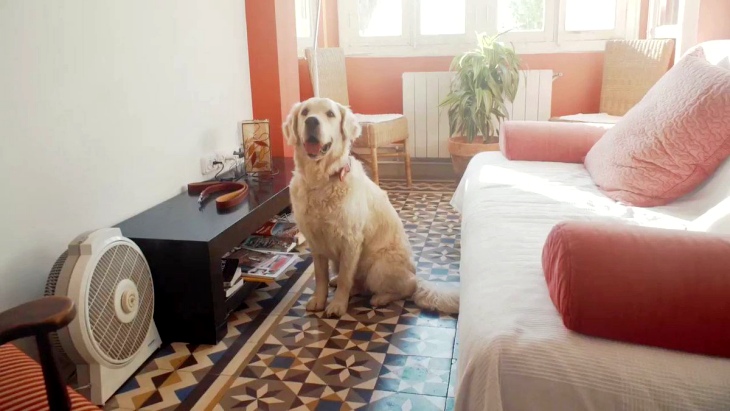 Málaga crea un servicio de búsqueda de mascotas perdidas