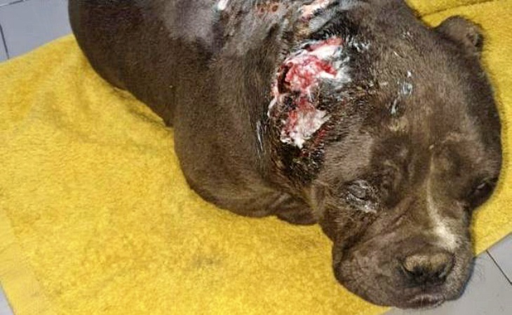 Asturias. La Guardia Civil investiga a un criador de perros por maltrato animal