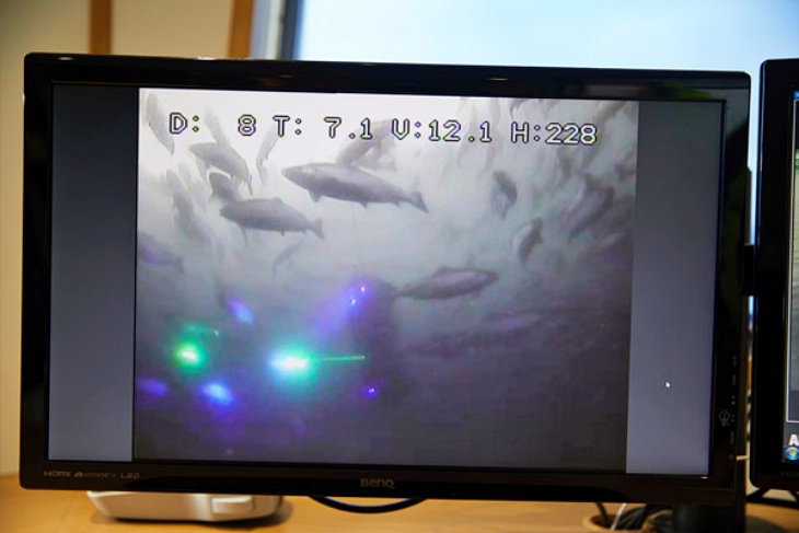 Tecnología verde para quitar los piojos a los salmones con rayos láser