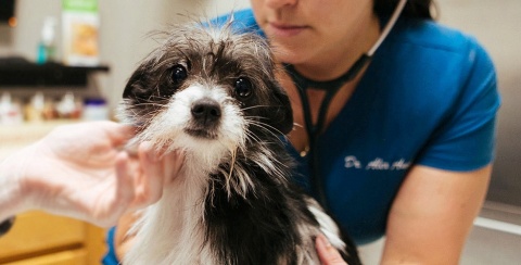 Nuevas medidas de protección a nuestras mascotas