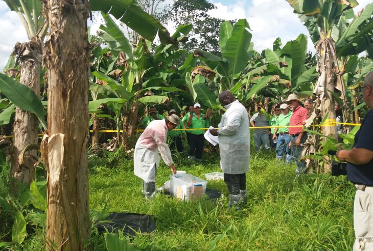 Tecnología verde que impide el crecimiento de un hongo que afecta a los cultivos