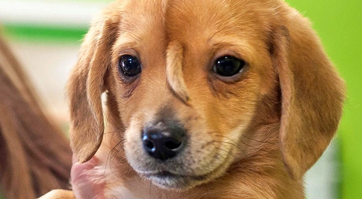 La entrañable historia de un cachorrito unicornio