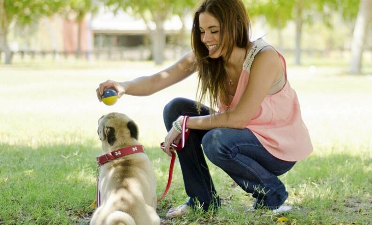 El Colegio de Veterinarios de Asturias se suma a la campaña sobre tenencia responsable de Mascotas