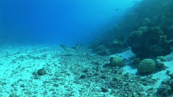 Tecnología verde para detectar puntos de fuga de CO2 en el fondo del océano