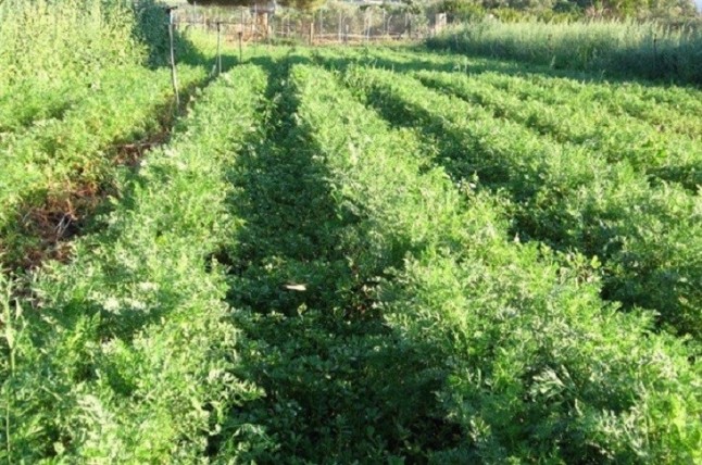 Abierto el trámite de información pública del decreto de ordenación de la producción ecológica