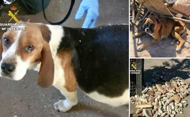 Rescatando perros de un criadero anegado en Melgar de Fernamental (Burgos)