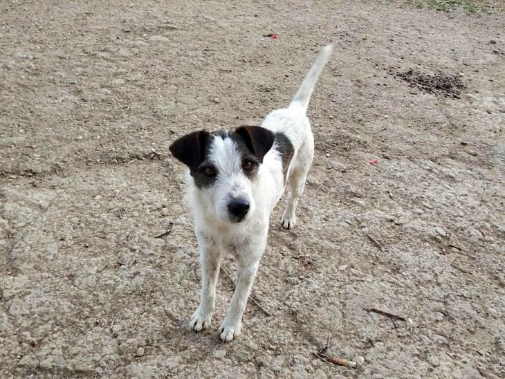 Cinco decenas perros rescatados por una protectora de Sevilla