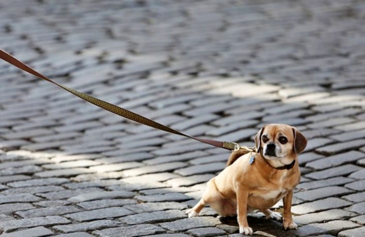 Los dueños de perros de Valencia tendrán que limpiar los orines en la vía pública