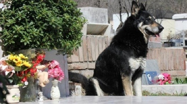 El perro cuido 10 años la tumba de su dueño