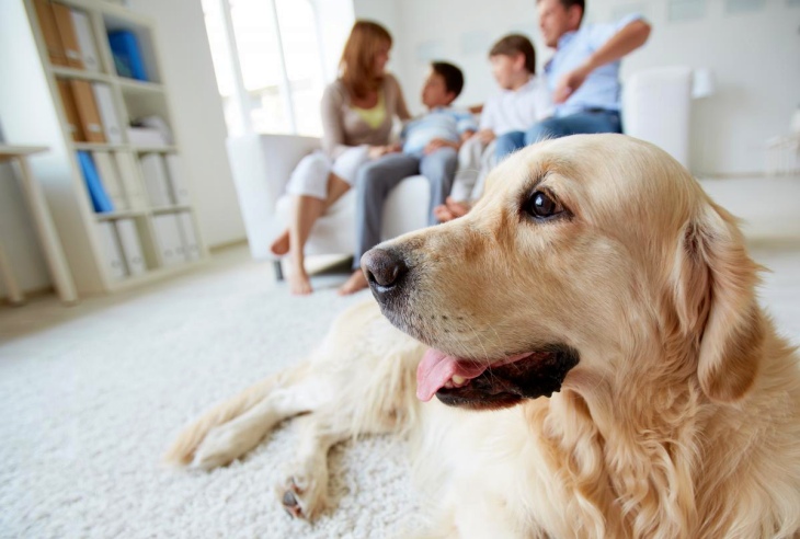 Incluir un perro en tu vida es bueno para tu corazón