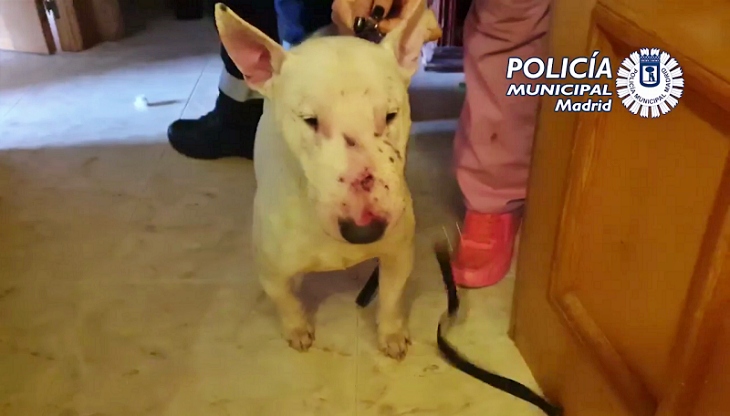 La Policía Municipal de Madrid rescata a tres perros abandonados por sus dueños en un piso de Aluche