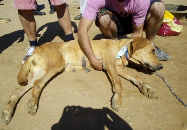 Condenado a un año y medio de cárcel el cazador que maltrató a 55 perros en una finca de Villa del Prado