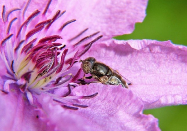 Tecnología verde detecta pesticidas en polen y néctar recolectados por abejas