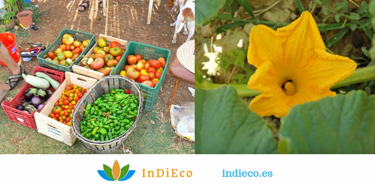 Proyecto InDIEco