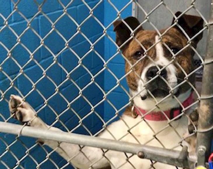 Un perro después de 500 días en un refugio consigue un nuevo hogar (video)