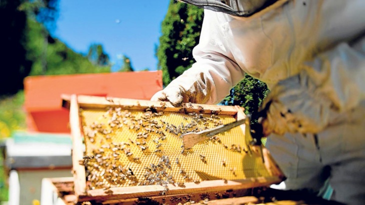 La ‘miel’ nos apetece a todos