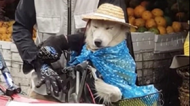 Un perro preparadísimo para aguantar la lluvia