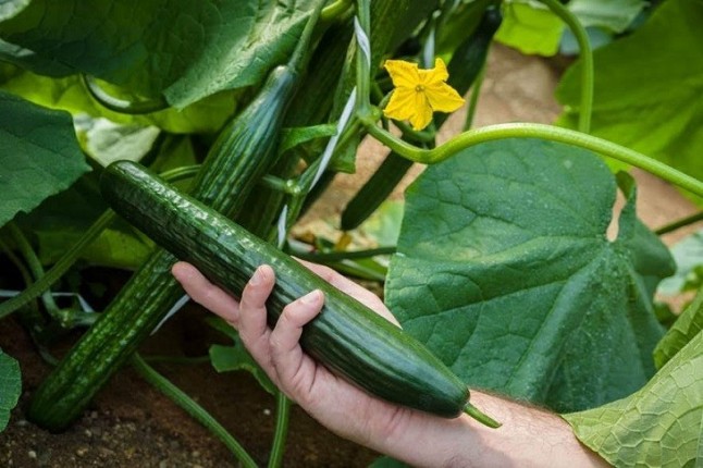 Andalucía es líder en producción ecológica
