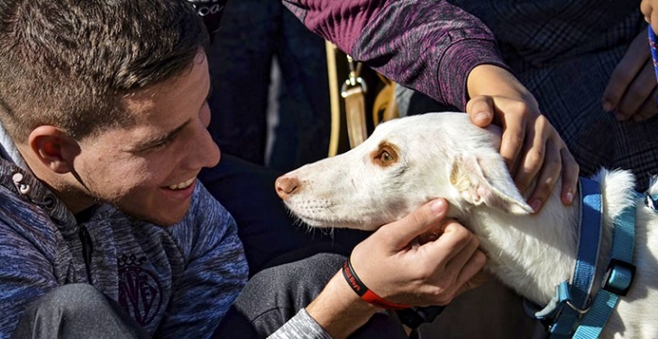 Valencia. Desfile de perros abandonados