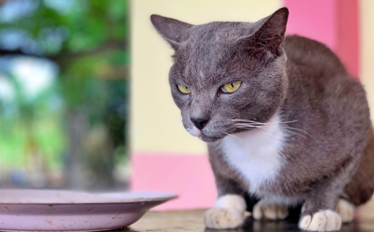 Todo sobre los ‘gatos’