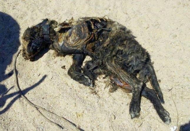 El sádico cazador y maltratador de perros de Villa del Prado intenta justificarse