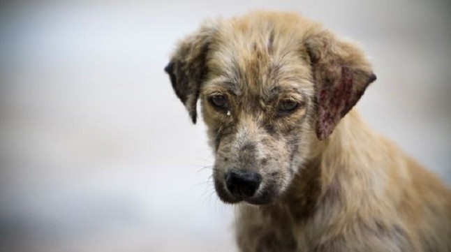 Exterminar perros y gatos una nueva tendencia en la Comunitat Valenciana