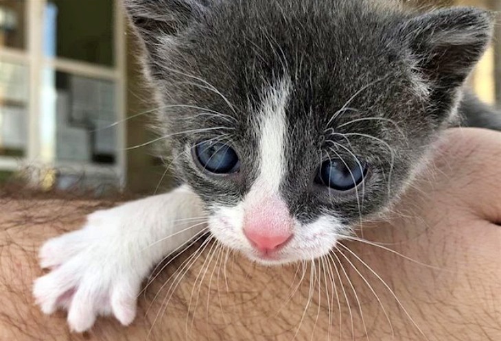 Villamediana de Iregua. Aparece una camada de gatos entre contenedores