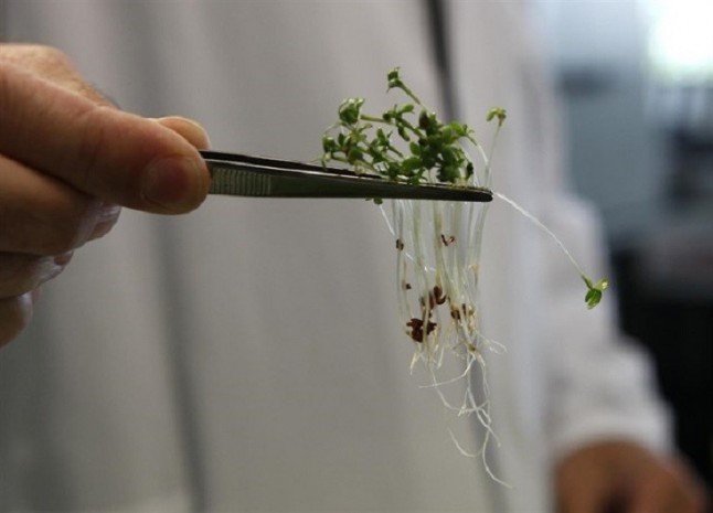 Investigan alimentos funcionales con una isoflavona obtenida de la soja para prevenir el Alzheimer