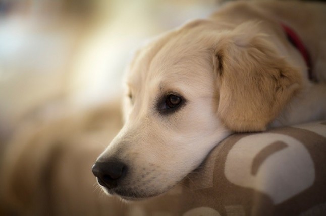 Las tiendas de animales cada vez venden menos mascotas