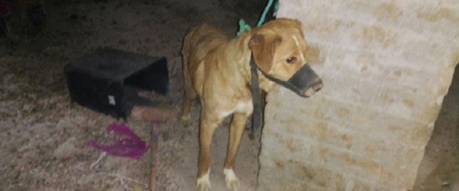 Un turista maltratador animal