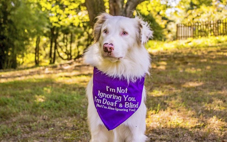 La increíble historia del perro que no puede ver ni oír pero es capaz de realizar trucos gracias al sentido del tacto