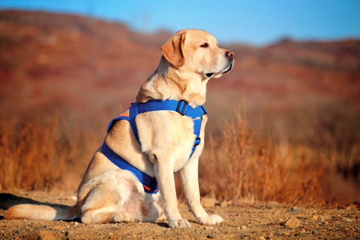 Ya tenemos Director General de ‘Derechos de los Animales’