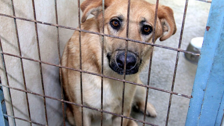 Huelva anima a adoptar animales de compañía abandonados
