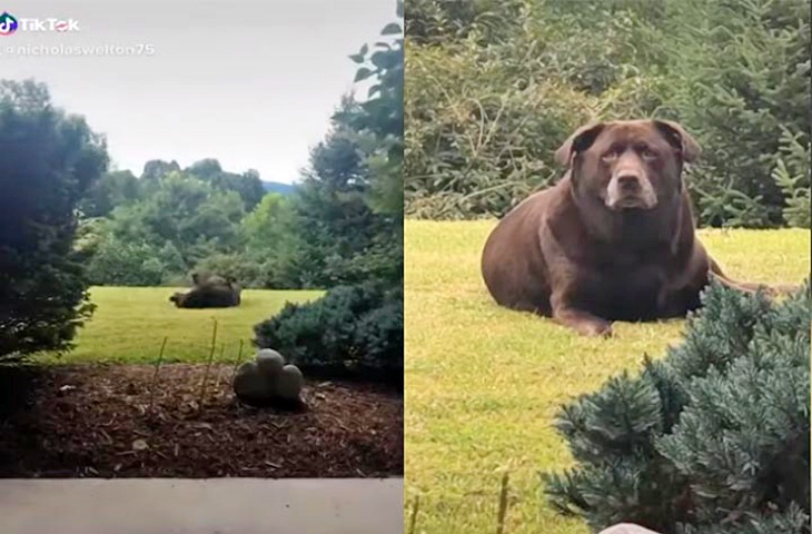 El perro que todos creían que era un oso pardo (video)