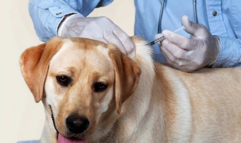 Por qué es importante vacunar a nuestras mascotas