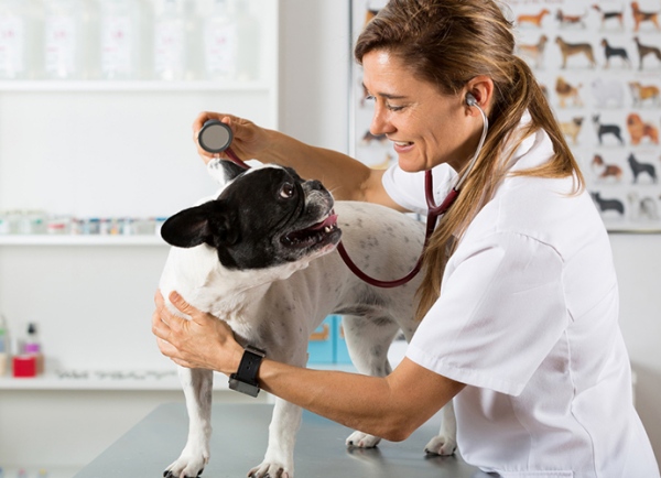 La Facultad de Veterinaria de León en contra de la implantación de un nuevo Grado en Veterinaria
